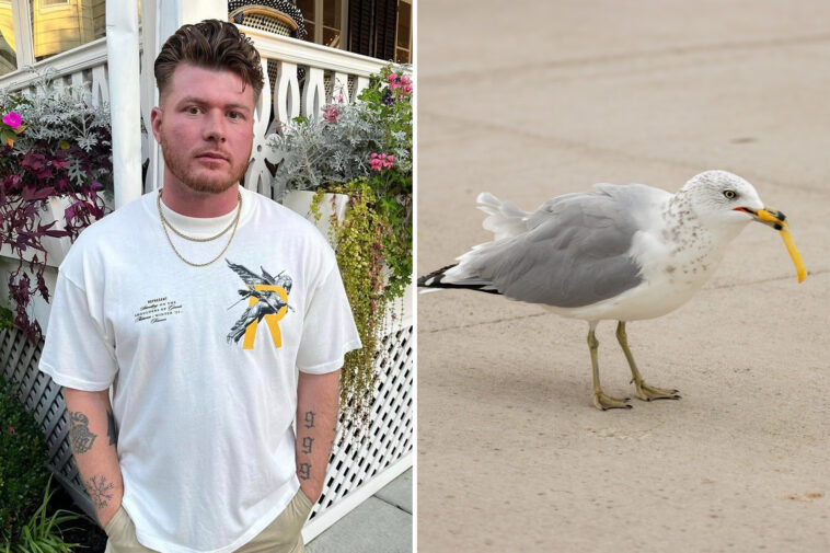 nj-man-who-decapitated-seagull-that-tried-to-steal-french-fry-from-daughter-sentenced-to-8-months