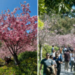california’s-‘little-japan’-features-200-cherry-trees-about-to-hit-peak-bloom-in-one-of-the-region’s-largest-gardens