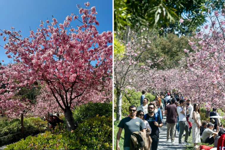 california’s-‘little-japan’-features-200-cherry-trees-about-to-hit-peak-bloom-in-one-of-the-region’s-largest-gardens