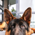 breitbart-business-digest:-the-tariff-inflation-dog-that-didn’t-bite