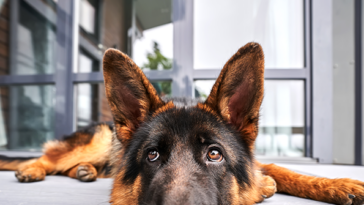 breitbart-business-digest:-the-tariff-inflation-dog-that-didn’t-bite