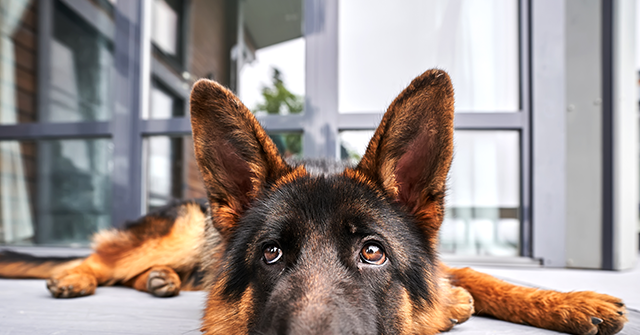 breitbart-business-digest:-the-tariff-inflation-dog-that-didn’t-bite