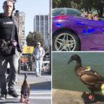 armed-madman-in-purple-ferrari-with-pet-duck-sends-newspaper-deranged-messages-during-police-standoff