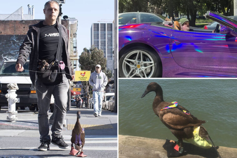 armed-madman-in-purple-ferrari-with-pet-duck-sends-newspaper-deranged-messages-during-police-standoff