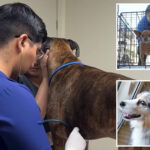 pet-owners-flee-pricey-socal-vets-for-tijuana-bargains-—-one-company-makes-the-border-dash-a-breeze