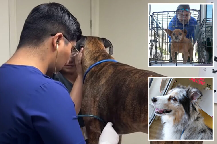 pet-owners-flee-pricey-socal-vets-for-tijuana-bargains-—-one-company-makes-the-border-dash-a-breeze