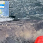 nearly-1,400-pound-great-white-shark-‘goodall’-pings-near-gulf-coast-as-spring-breakers-hit-the-beach