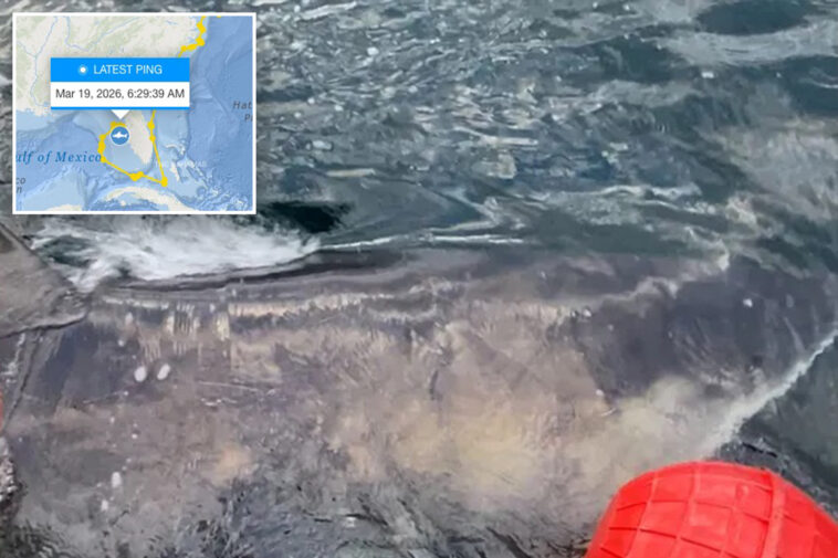 nearly-1,400-pound-great-white-shark-‘goodall’-pings-near-gulf-coast-as-spring-breakers-hit-the-beach