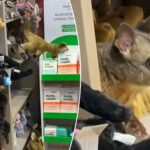 possum-disguises-itself-among-plush-toy-animals-in-australian-airport-gift-shop:-‘it-wanted-to-blend-in’