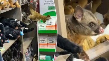 possum-disguises-itself-among-plush-toy-animals-in-australian-airport-gift-shop:-‘it-wanted-to-blend-in’