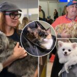 greece-launches-animal-airlift-to-evacuate-pets-and-their-owners-from-the-middle-east