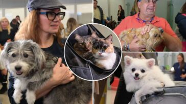 greece-launches-animal-airlift-to-evacuate-pets-and-their-owners-from-the-middle-east