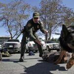 a-straightforward-vote-on-protecting-police-dogs-—-dems-went-which-way?