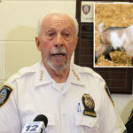 baby-goat’s-head-chopped-off-in-sick-sacrifice-as-long-island-activists-offer-cash-reward