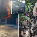 homeless-squatters-set-fire-to-la-house,-destroying-family-home-next-door-—-and-killing-their-dogs