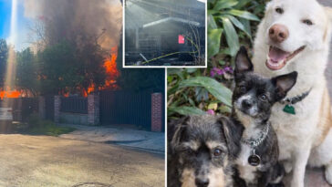 homeless-squatters-set-fire-to-la-house,-destroying-family-home-next-door-—-and-killing-their-dogs