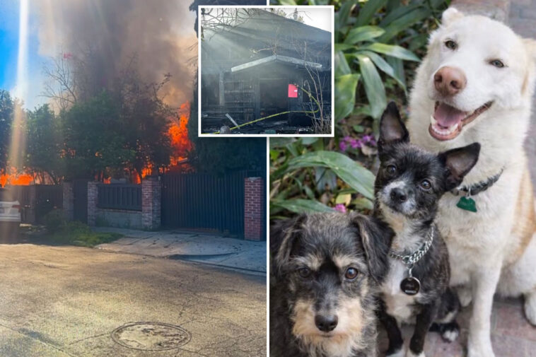 homeless-squatters-set-fire-to-la-house,-destroying-family-home-next-door-—-and-killing-their-dogs