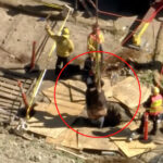 500-pound-man-battles-for-his-life-after-falling-into-15ft-hole-in-california