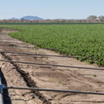 how-a-wet-november-in-yuma-helped-drive-up-inflation-in-february