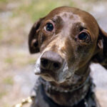 democrats-vote-against-deporting-migrants-who-harm-animals