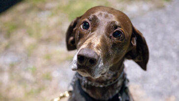 democrats-vote-against-deporting-migrants-who-harm-animals