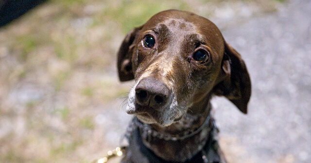 democrats-vote-against-deporting-migrants-who-harm-animals