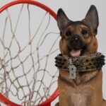 ‘street-dog-mentality’:-buddy-the-dog-inspires-queens-university-men’s-basketball