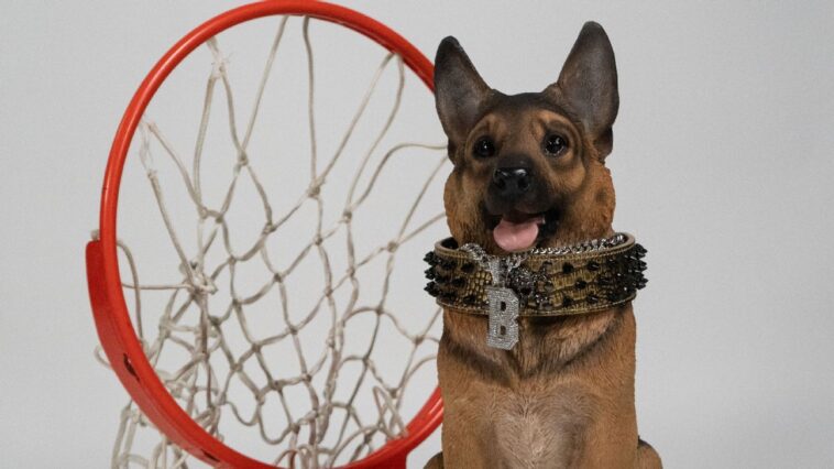 ‘street-dog-mentality’:-buddy-the-dog-inspires-queens-university-men’s-basketball