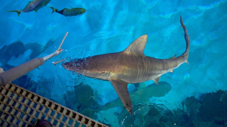 tourists-in-las-vegas-pay-$1,000-for-dinner-on-the-strip-while-sharks-eat-like-royalty