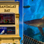 las-vegas-tourists-pay-$1,000-for-dinner-on-the-strip-while-sharks-eat-like-royalty