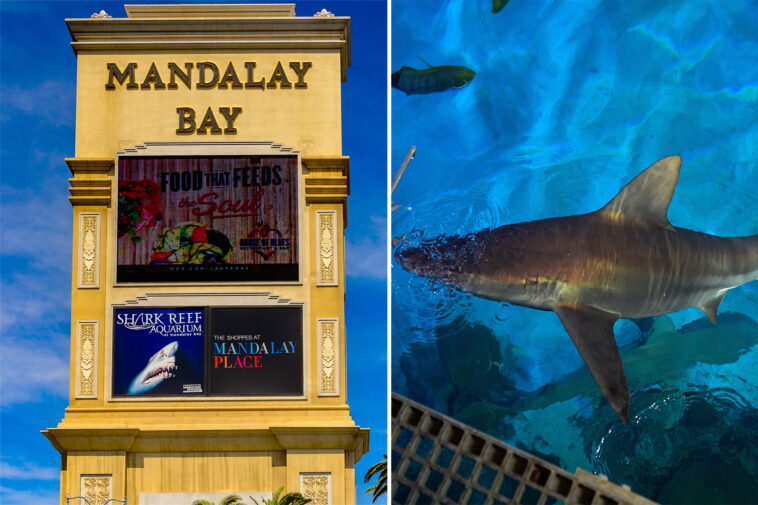las-vegas-tourists-pay-$1,000-for-dinner-on-the-strip-while-sharks-eat-like-royalty