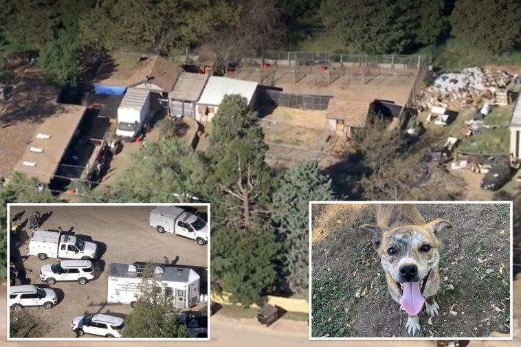 la-officials-save-700-dogs,-cats-in-what-could-be-largest-animal-rescue-operation-in-us-history