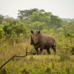 uganda-reintroduces-rhinos-into-a-protected-area-after-they-were-poached-to-near-extinction