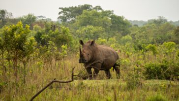 uganda-reintroduces-rhinos-into-a-protected-area-after-they-were-poached-to-near-extinction