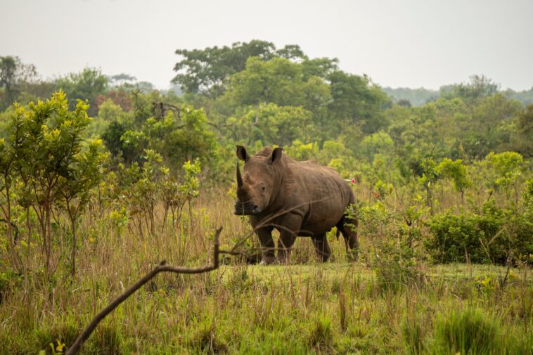uganda-reintroduces-rhinos-into-a-protected-area-after-they-were-poached-to-near-extinction
