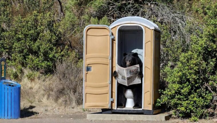 newsom-allocates-$900-million-for-black-bear-porta-potties