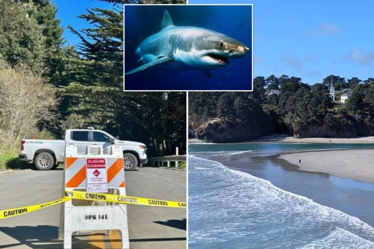 surfer-seriously-injured-in-shark-attack-off-california-coast