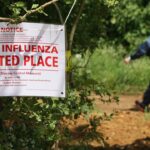 highway-shut-down-after-waste-truck-carrying-dead-bird-flu-ducks-crashes-in-northern-indiana