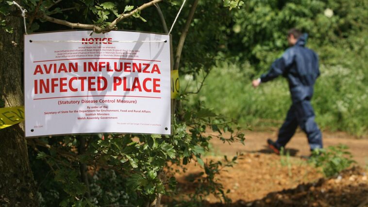 highway-shut-down-after-waste-truck-carrying-dead-bird-flu-ducks-crashes-in-northern-indiana