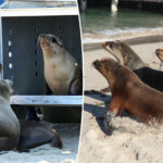 adorable-sea-lions-pups-released-back-into-uncertain-sea-as-shooting-threat-remains