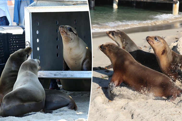 adorable-sea-lions-pups-released-back-into-uncertain-sea-as-shooting-threat-remains