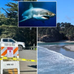 california-surfer’s-brave-reaction-after-he-was-attacked-by-a-shark:-‘i-cannot-die’