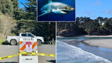 california-surfer’s-brave-reaction-after-he-was-attacked-by-a-shark:-‘i-cannot-die’