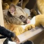 live-possum-discovered-hiding-among-plush-toys-in-an-australian-airport-gift-shop