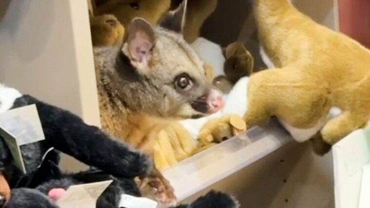 live-possum-discovered-hiding-among-plush-toys-in-an-australian-airport-gift-shop