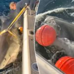 largest-male-great-white-shark-‘contender’-returns-to-waters-off-florida’s-coast-in-time-for-spring-break