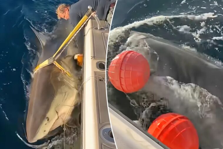 largest-male-great-white-shark-‘contender’-returns-to-waters-off-florida’s-coast-in-time-for-spring-break