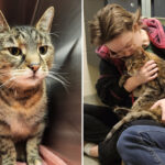 missing-cat-reunited-with-owners-after-5-years:-‘i-was-in-disbelief’