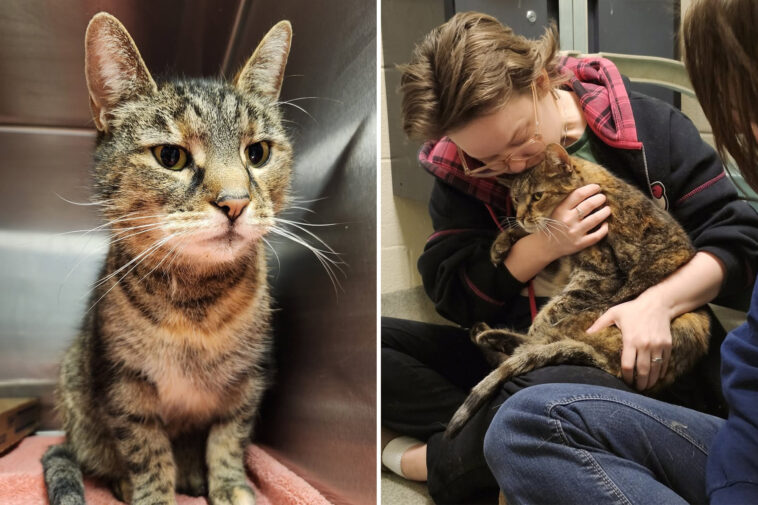 missing-cat-reunited-with-owners-after-5-years:-‘i-was-in-disbelief’