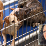 dogs-and-cats-seized-in-record-breaking-animal-rescue-could-be-caged-for-months-as-accused-hoarder-claims-innocence